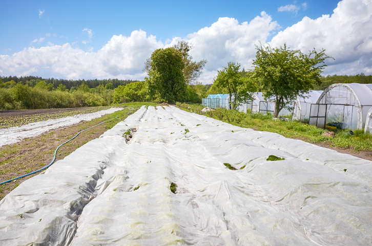 agrowłóknina zimowa